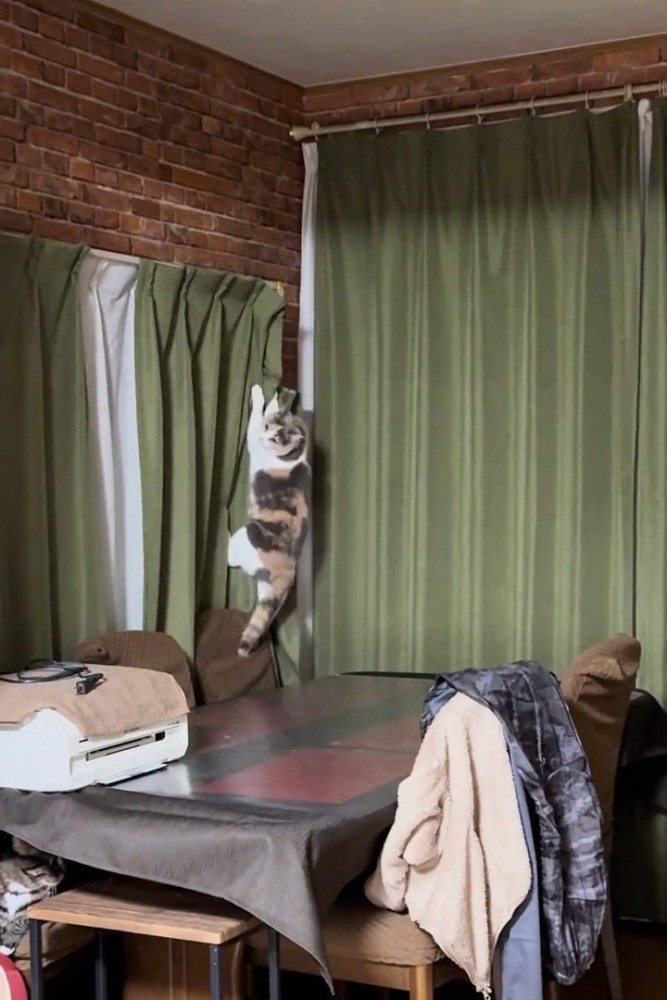 カーテンに爪をかけておりてくる猫