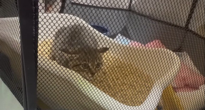 保護された子猫