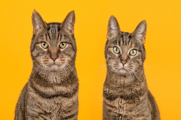 猫の男の子と女の子