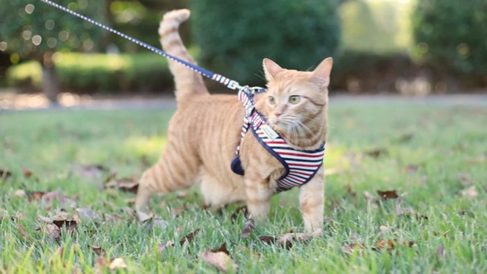 外を散歩する茶トラ猫