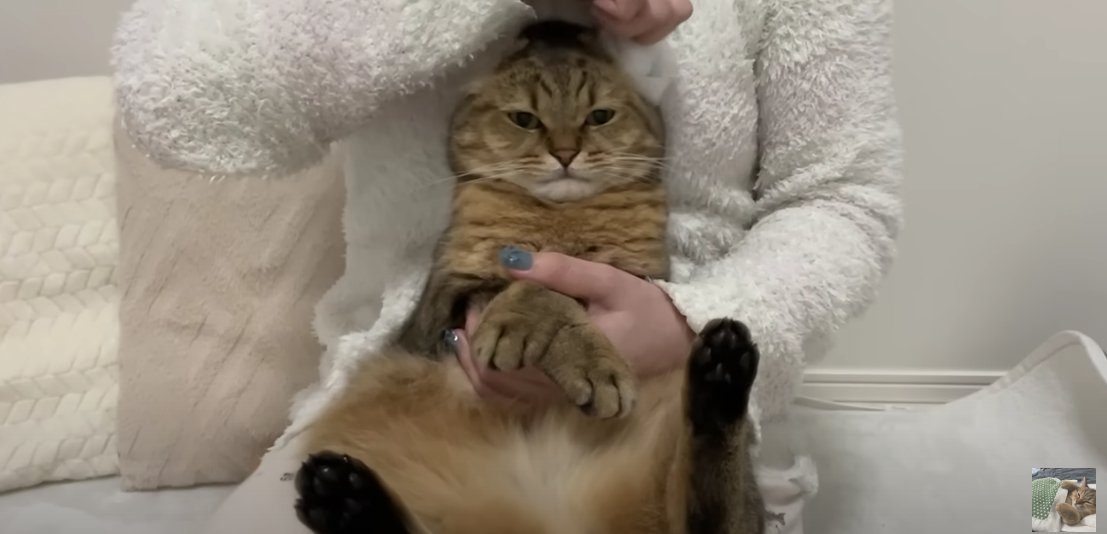 抱っこされて正面を見ている猫