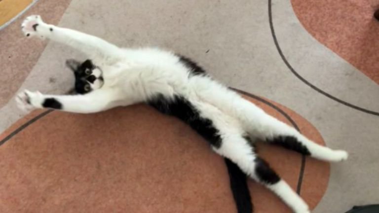 寝転がっている猫