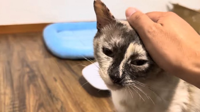 投稿主に撫でられる母猫