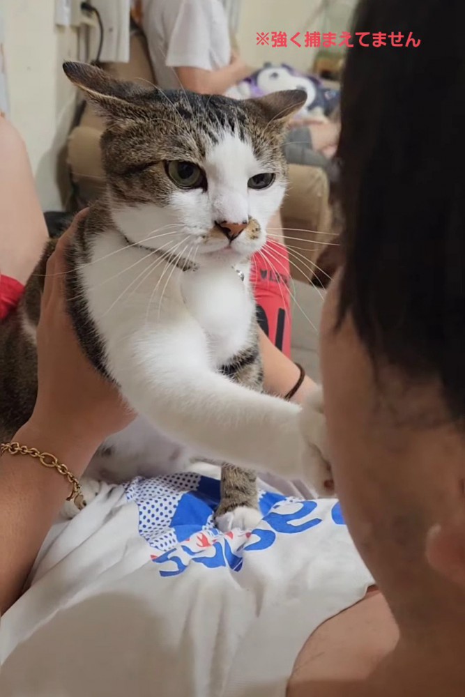人の顔を触る猫