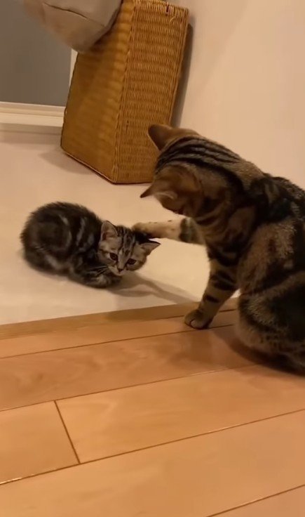 向かい合う2匹の猫