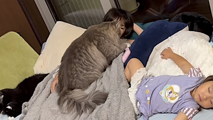 毛づくろい中の猫