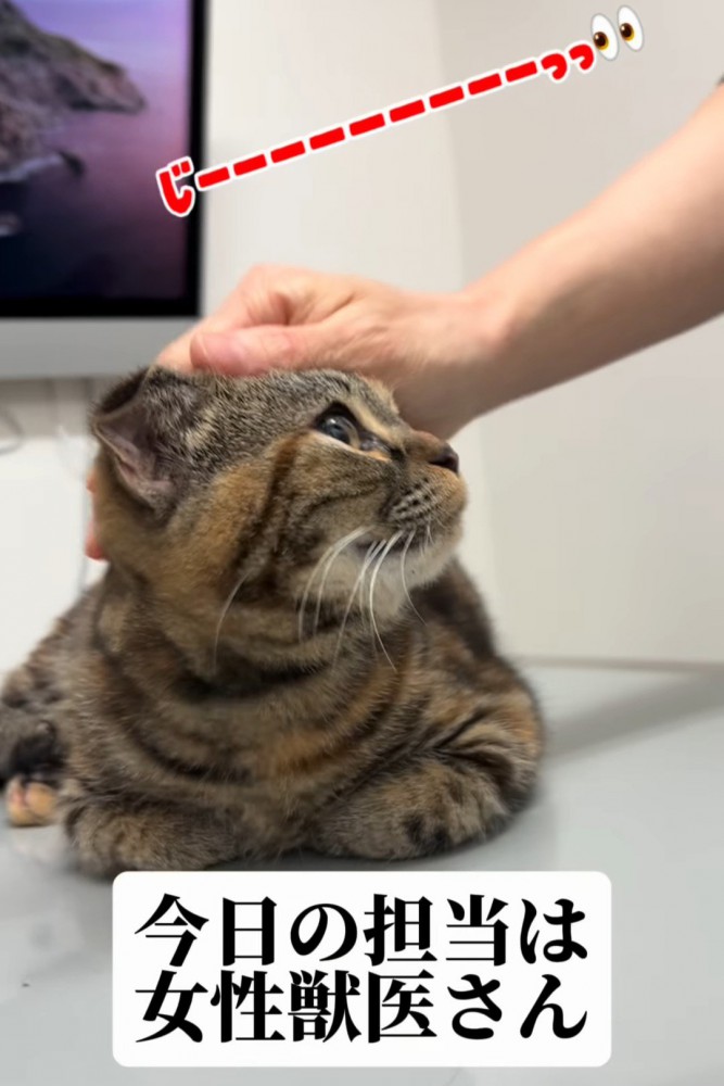 見上げる猫の横顔