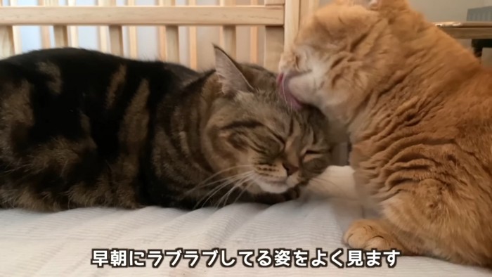 頭を毛づくろいしてもらう猫