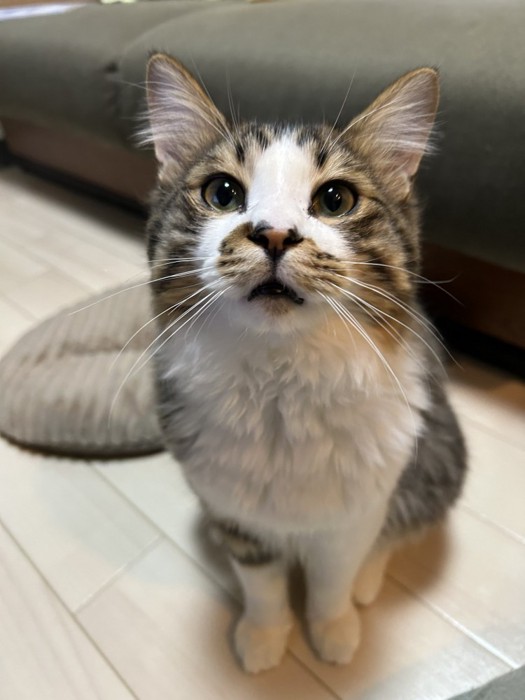 お座りするほたてくん