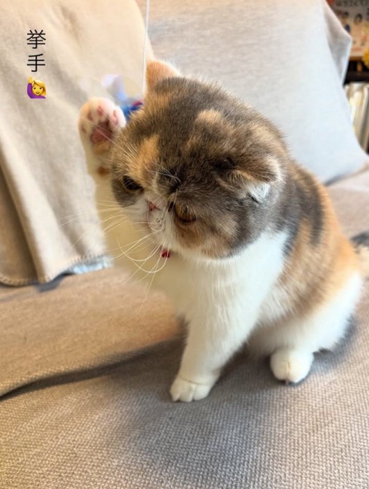 手を挙げる猫