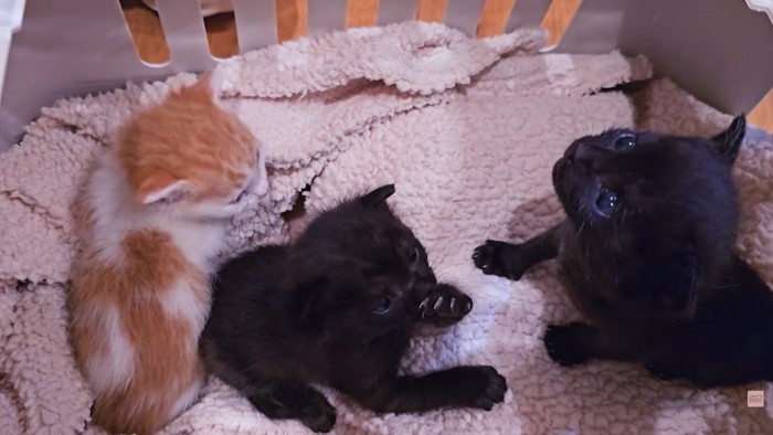 3匹の赤ちゃん猫
