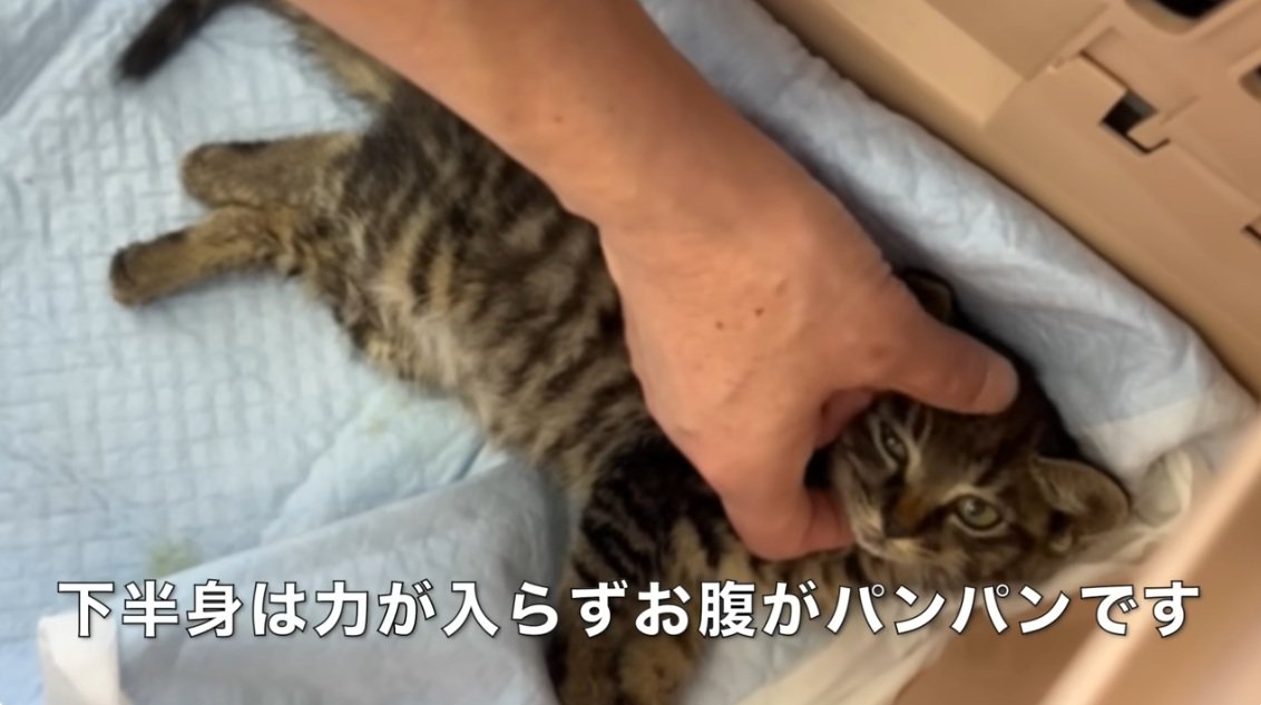 横たわって頭を撫でられているキジトラの子猫