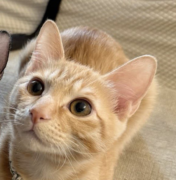 ハチワレ猫の隣で飼い主を見上げる茶トラ猫