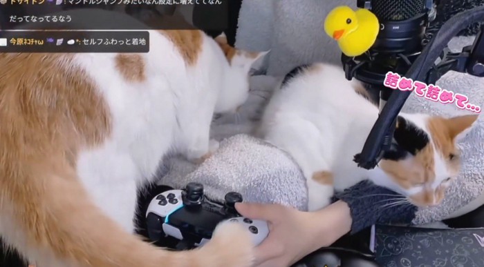 ゲームをしている飼い主の膝の上に乗ろうとする茶白猫