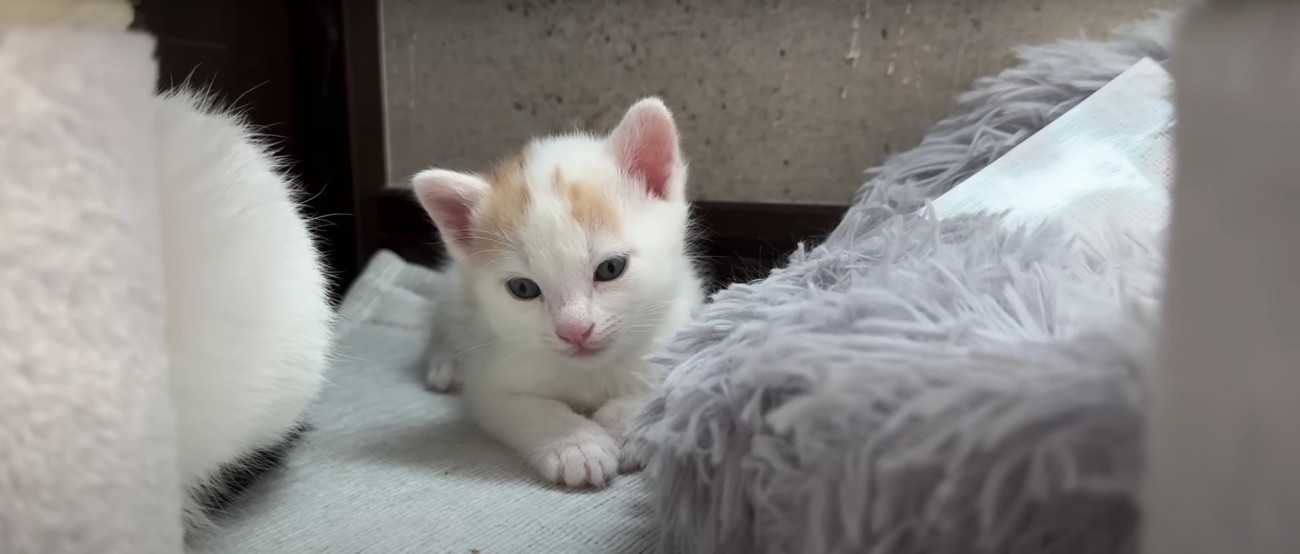 横になっている子猫