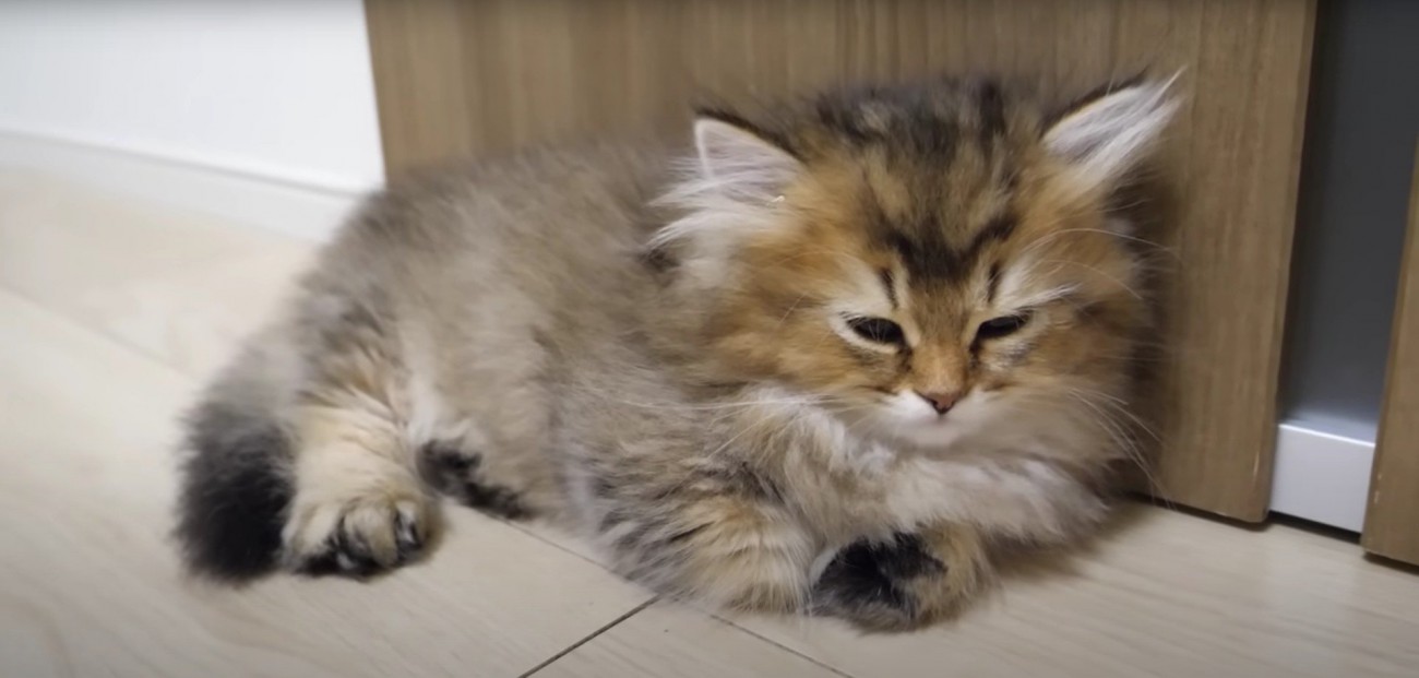 まどろんでいる子猫