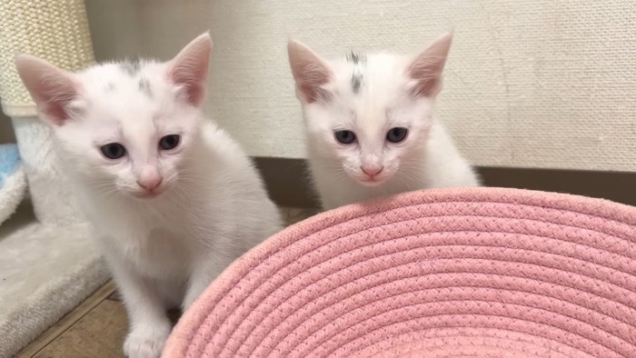 並ぶ子猫2匹