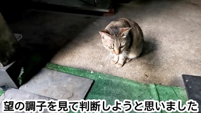 座る猫