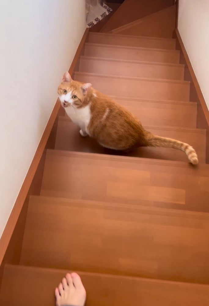 振り返って鳴く猫