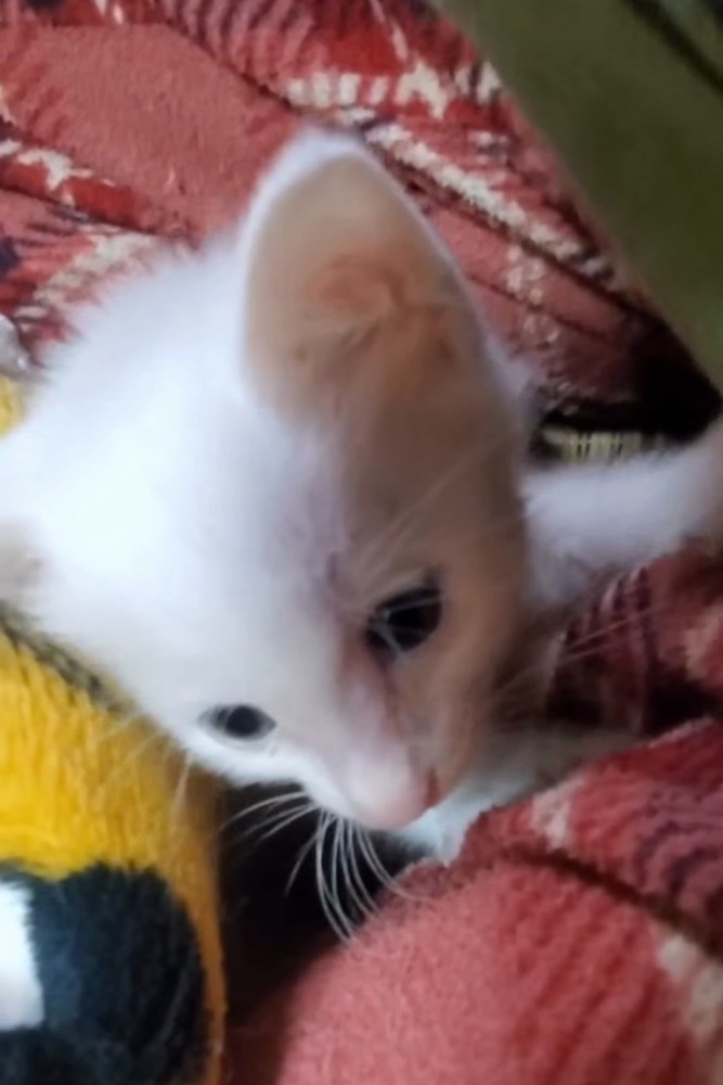 毛布の上にいる子猫