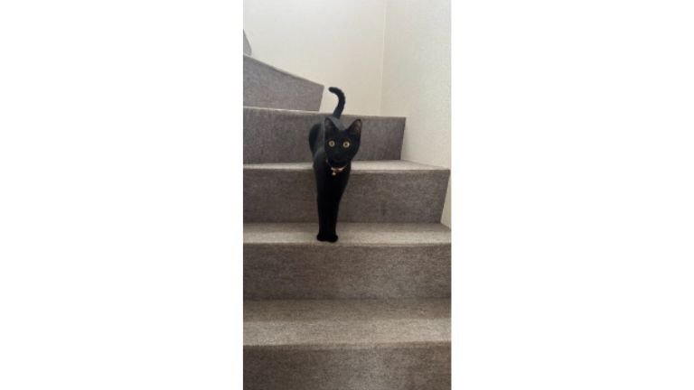 階段にいる猫