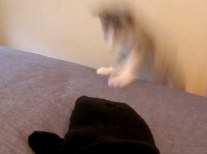 飛び跳ねて台から落ちる子猫