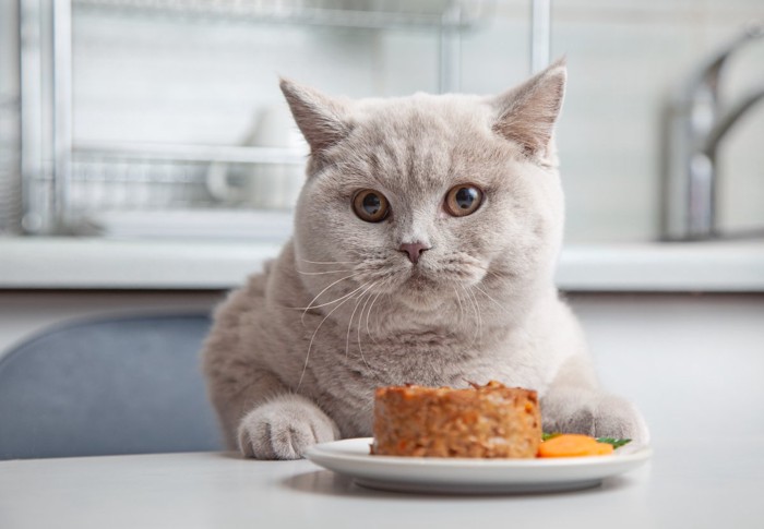 猫と缶詰