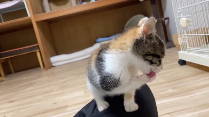 毛づくろいする三毛ちゃん