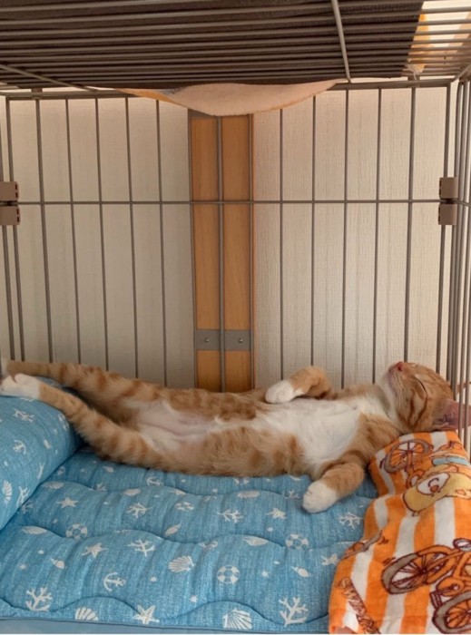 仰向けで眠る猫