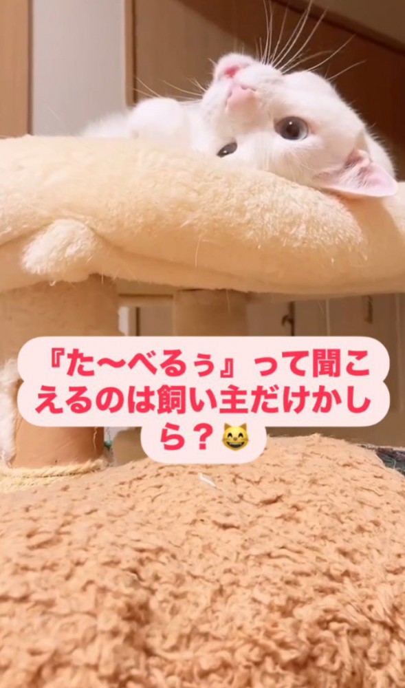 ピンクの文字、さかさまの顔の口を開けた猫