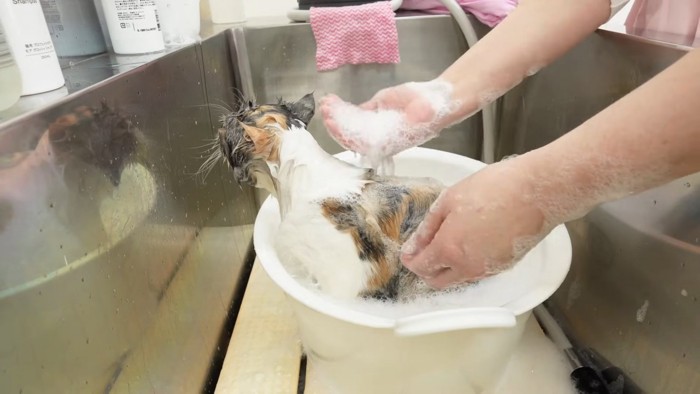 洗われる猫