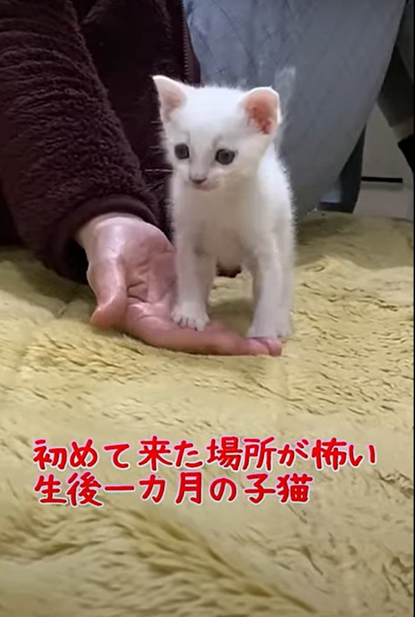 固まるハクちゃん
