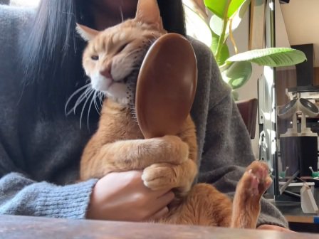飼い主の膝の上でブラシに左頬をこすりつける猫