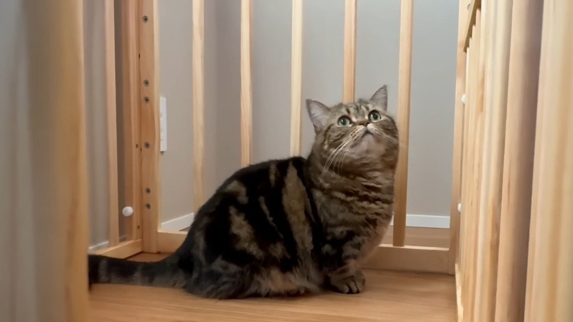 柵の中のメルくん