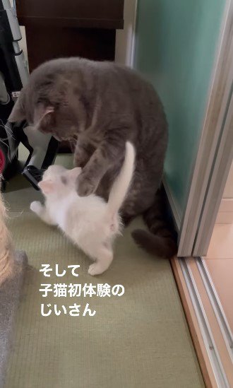 遊びたい子猫に戸惑うおじいさん猫