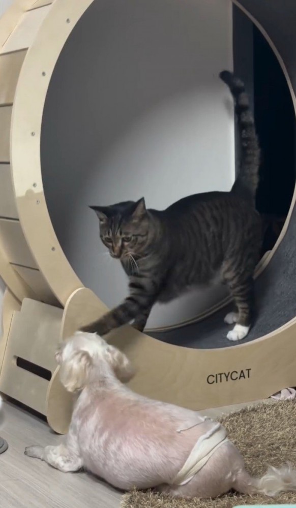 猫パンチする猫