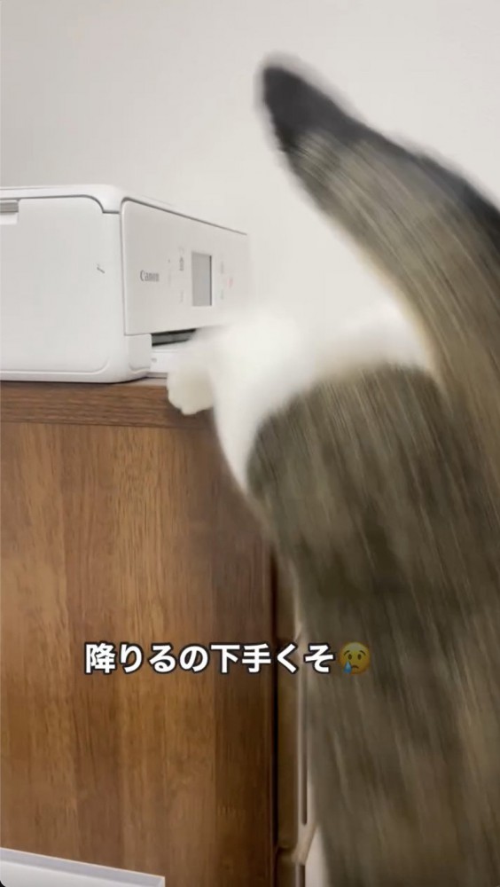 戸棚から降りる猫