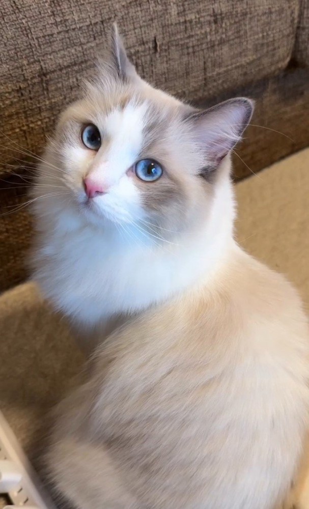 飼い主を見つめる猫