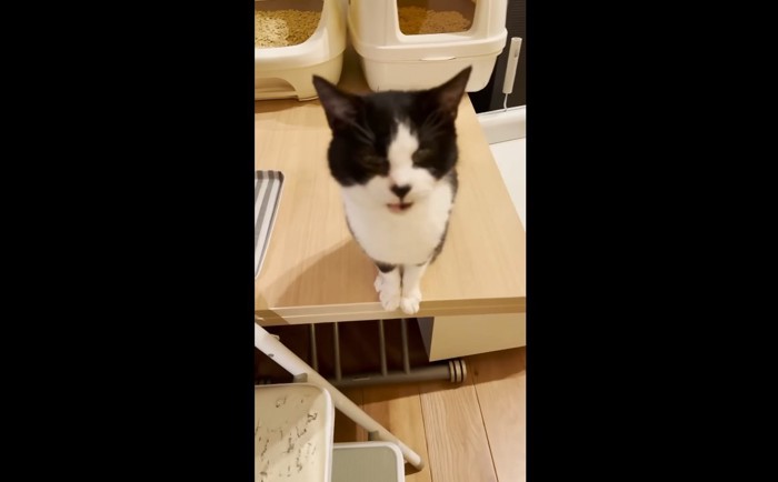 おむすびちゃん