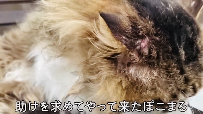 右頬を怪我した長毛猫