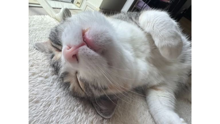 寝ている猫
