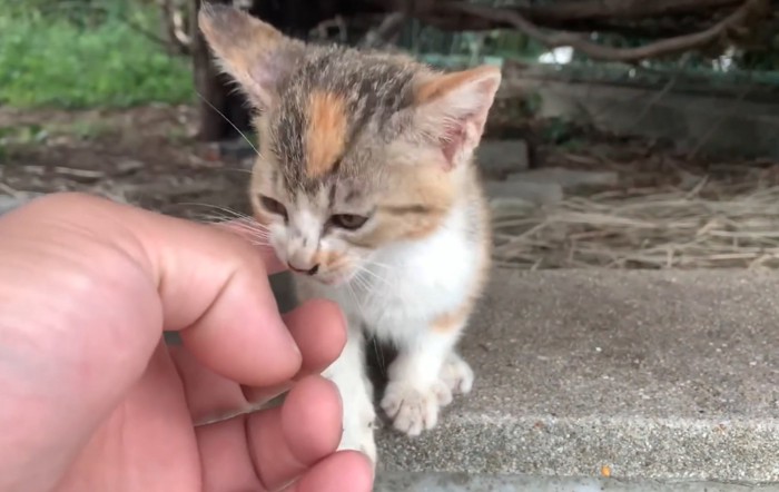 猫の顔に指を伸ばす