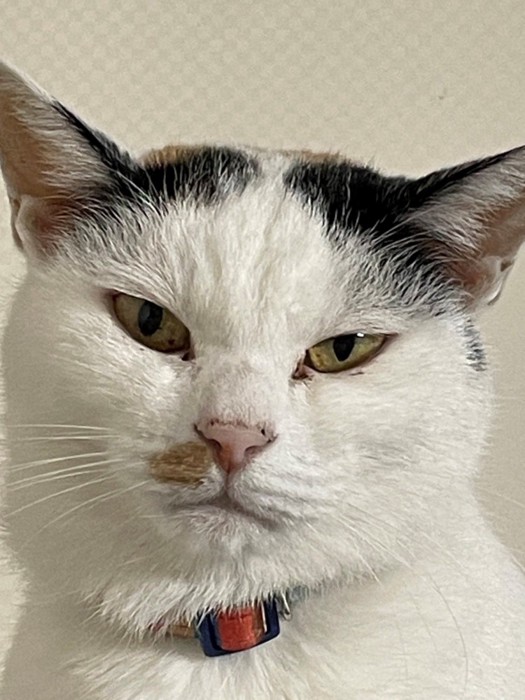 イカ耳で鋭い目つきの猫