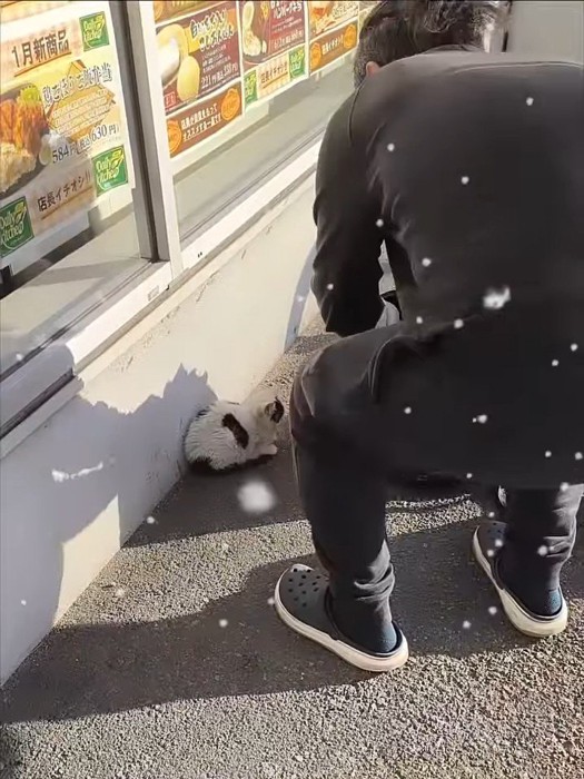 子猫に近づく人