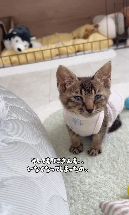 寂しそうな子猫