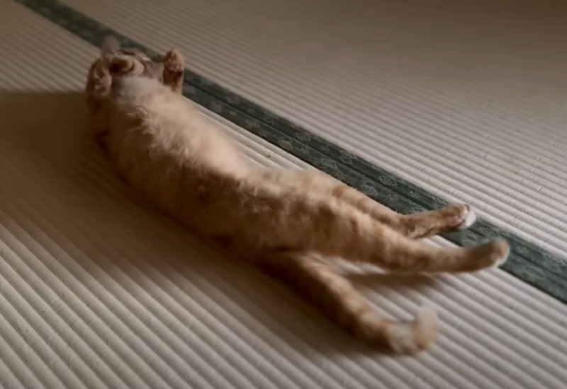畳の上で寝転ぶ猫
