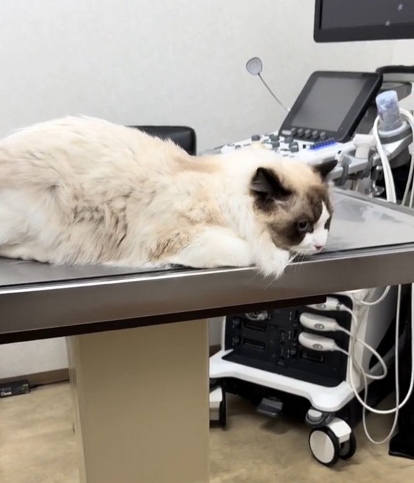 悲しそうな目をするムンタちゃん