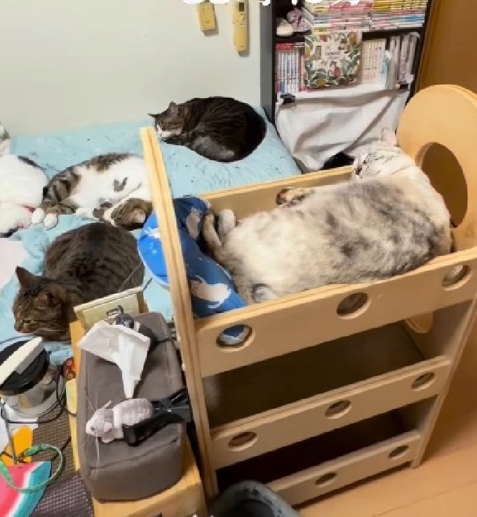 くつろぐ猫