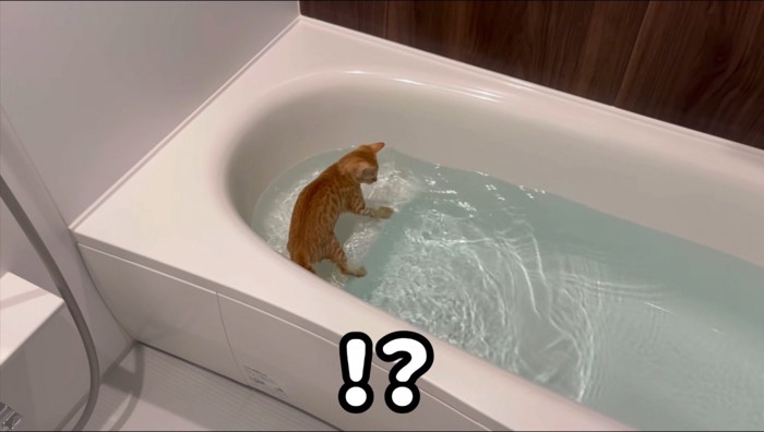 浴槽に貼られたお湯の中に飛び込む猫