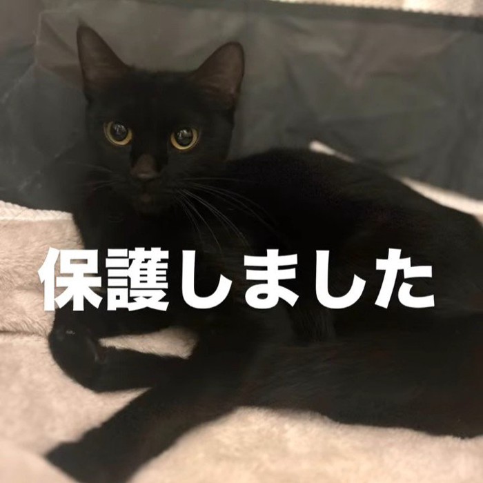 横になる猫